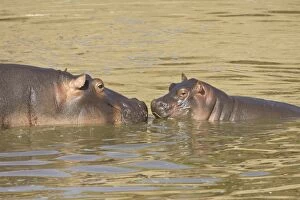 Images Dated 2005 February: Hippopotamus (Hippopotamus amphibius) mother and baby, Masai Mara National Reserve