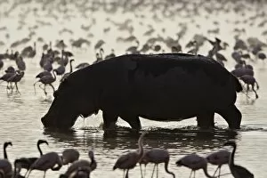 Images Dated 1st October 2007: Hippopotamus (Hippopotamus amphibius) in shallow water among lesser flamingos