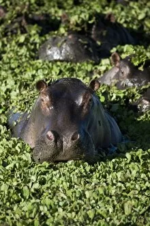 Images Dated 3rd October 2008: Hippopotamus (Hippopotamus amphibius), Masai Mara National Reserve, Kenya