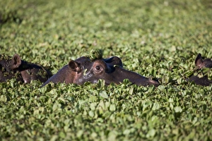 Images Dated 3rd October 2008: Hippopotamus (Hippopotamus amphibius), Masai Mara National Reserve, Kenya