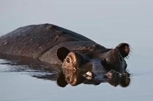 Images Dated 1st June 2009: Hippopotamus (Hippopotamus amphibius), Savute Channel, Linyanti, Botswana, Africa