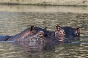 Images Dated 31st May 2009: Hippopotamus (Hippopotamus amphibius), Savute Channel, Linyanti, Botswana, Africa