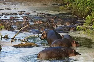 Images Dated 10th October 2009: Hippopotamus (Hippopotamus amphibius), Masai Mara, Kenya, East Africa, Africa