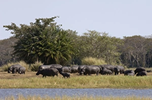Images Dated 17th July 2007: Hippopotamus (Hippopotamus amphibius), Busanga Plains, Kafue National Park
