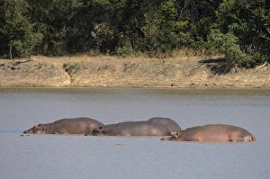 Images Dated 13th July 2007: Hippopotamus (Hippopotamus amphibius), Luangwa River, South Luangwa National Park