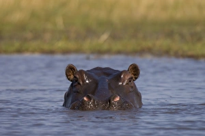 Images Dated 16th July 2007: Hippopotamus (Hippopotamus amphibius), Busanga Plains, Kafue National Park