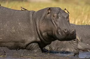 Images Dated 16th July 2007: Hippopotamus (Hippopotamus amphibius), Busanga Plains, Kafue National Park