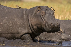 Images Dated 16th July 2007: Hippopotamus (Hippopotamus amphibius), Busanga Plains, Kafue National Park
