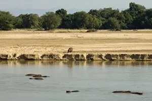 Images Dated 13th July 2007: Hippopotamus (Hippopotamus amphibius), Luangwa River, South Luangwa National Park