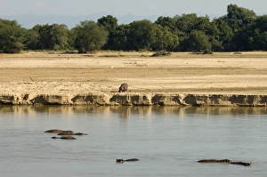 Images Dated 13th July 2007: Hippopotamus (Hippopotamus amphibius), Luangwa River, South Luangwa National Park