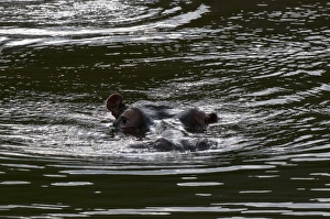 Images Dated 19th April 2010: Hippopotamus (Hippopotamus amphibius), Kariega Game Reserve, South Africa, Africa