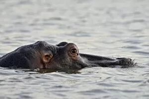 Images Dated 15th November 2007: Hippopotamus (Hippopotamus amphibius) resting in the water, Kruger National Park