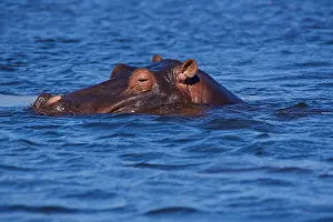 Herbivore Prints: Hippopotamus (Hippopotamus amphibius)