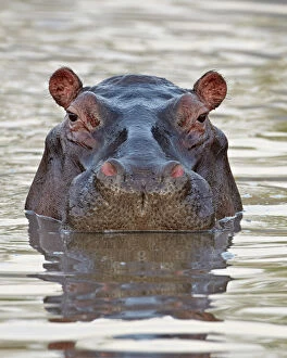 Safari Animals Gallery: Hippopotamus (Hippopotamus amphibius), Serengeti National Park, Tanzania