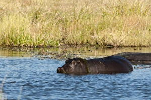 Hippopotamus (Hippopotamus amphibius), Khwai Concession, Okavango Delta, Botswana, Africa