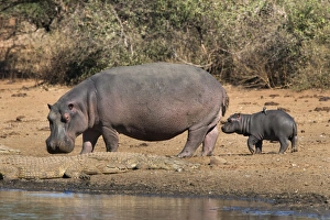 Baby Prints: Hippopotamus (Hippopotamus amphibius) with calf