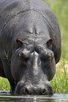 Images Dated 31st October 2006: Hippopotamus (Hippopotamus amphibius) drinking