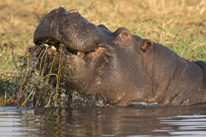 Animal Theme Prints: Hippopotamus (Hippopotamus amphibius) feeding, Chobe River, Botswana, Africa