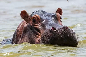 Eye Contact Gallery: Hippopotamus (Hippopotamus amphibius), Lake Jipe, Tsavo West National Park, Kenya