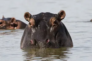 A Hippopotamus (Hippopotamus amphibius) looking at the camera, Tsavo, Kenya, East Africa
