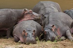 Images Dated 2nd October 2009: Hippopotamus (Hippopotamus amphibius), Masai Mara, Kenya, East Africa, Africa