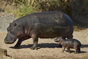 Hippopotamus (Hippopotamus amphibius) mother and baby out of the water, Serengeti National Park