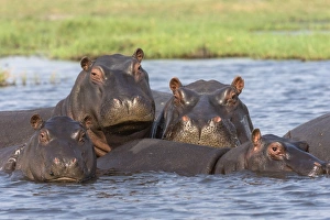 Small Group Of Animals Prints: Hippopotamus (Hippopotamus amphibius) pod in river, Chobe National Park, Botswana, Africa