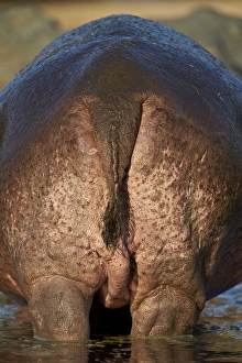 Closeup View Gallery: Hippopotamus (Hippopotamus amphibius) rear end, Serengeti National Park, Tanzania