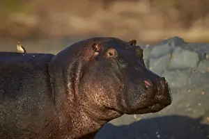 Hippopotamus (Hippopotamus amphibius) with a red-billed oxpecker (Buphagus erythrorhynchus)