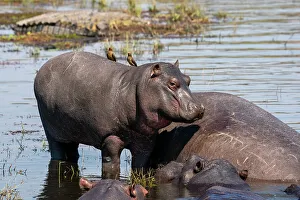 Hippopotamus (Hippopotamus amphibius) in the river Chobe, Chobe National Park, Botswana, Africa