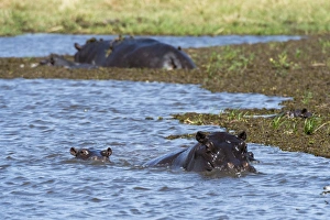 Hippopotamus (Hippopotamus amphibius) in the River Khwai, Khwai Concession, Okavango Delta