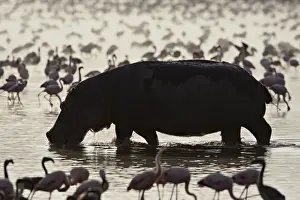 Hippopotamus (Hippopotamus amphibius) in shallow water among lesser flamingos