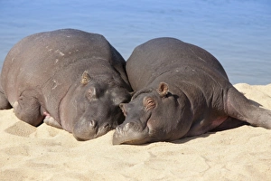 Mpumalanga Prints: Hippopotamus (Hippopotamus amphibius) sleeping