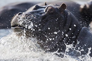 Half Submerged Prints: Hippopotamus (Hippopotamus amphibius) splashing, Chobe River, Botswana, Africa