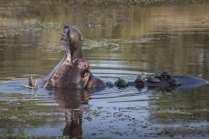 Mouth Open Prints: Hippopotamus (Hippopotamus amphibius) with terrapins, Kruger National Park, South Africa
