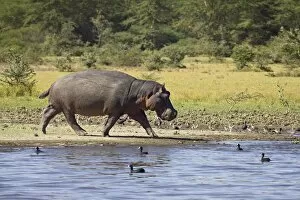 Images Dated 18th February 2005: Hippopotamus (Hippopotamus amphibius) out of the water, Lake Naivasha, Kenya