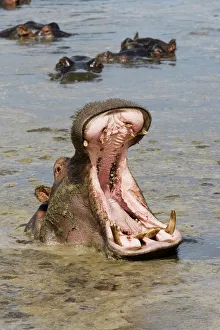 Hippopotamus (Hippopotamus amphibius) yawning, Serengeti National Park Hippopotamus (Hippopotamus amphibius) yawning, Serengeti National Park