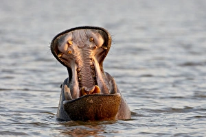 Images Dated 15th November 2007: Hippopotamus (Hippopotamus amphibius) yawning, Kruger National Park, South Africa, Africa