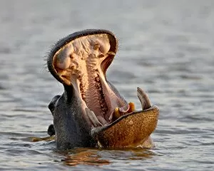 Images Dated 15th November 2007: Hippopotamus (Hippopotamus amphibius) yawning, Kruger National Park, South Africa, Africa