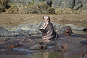 Hippopotamus (Hippopotamus amphibius) yawning, Serengeti National Park, Tanzania, East Africa, Africa