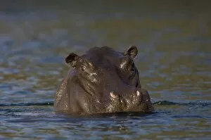 Images Dated 15th July 2007: Hippopotamus, Lunga River, Kafue National Park, Zambia, Africa