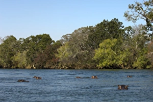 Images Dated 15th July 2007: Hippopotamus, Lunga River, Kafue National Park, Zambia, Africa