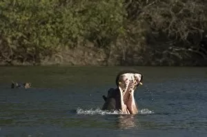 Images Dated 15th July 2007: Hippopotamus, Lunga River, Kafue National Park, Zambia, Africa