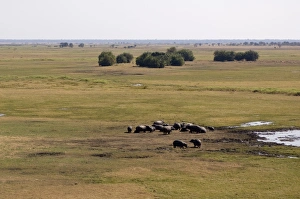 Assembling Prints: Hippopotamuses, Busanga Plains, Kafue National Park, Zambia, Africa