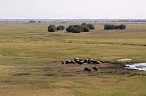 Hippopotamuses, Busanga Plains, Kafue National Park, Zambia, Africa