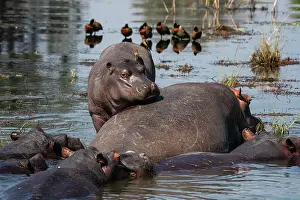 Young Animals Prints: Hippopotamuses (Hippopotamus amphibius) in the river Chobe