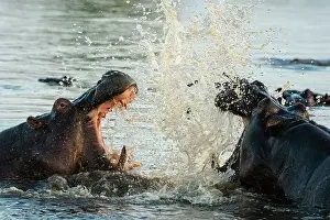 Savanna Prints: Hippopotamuses (Hippopotamus amphibius) in the river Khwai