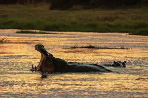 Savanna Prints: Hippopotamuses (Hippopotamus amphibius) in the river Khwai