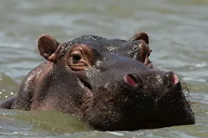 Closeup View Gallery: An hippoptamus (Hippopotamus amphibius) submerged in water and looking at the camera