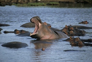 Bellowing Prints: Hippos, Chobe National Park